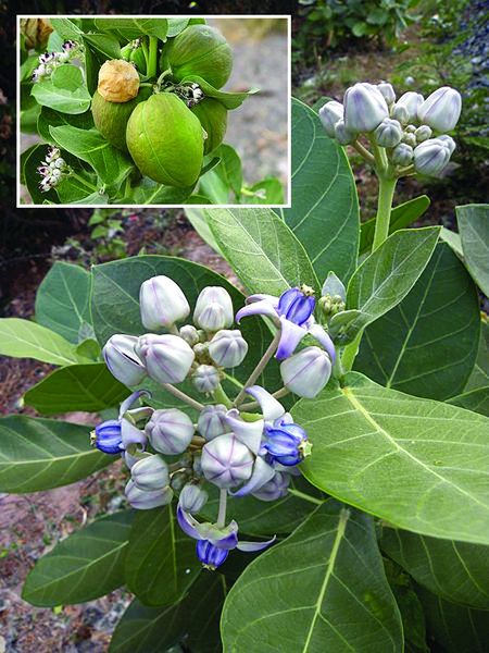ചിത്രം:Vol5p218 Calotropis gigantea erik.jpg