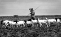 Thumbnail for version as of 05:19, 22 നവംബര്‍ 2009