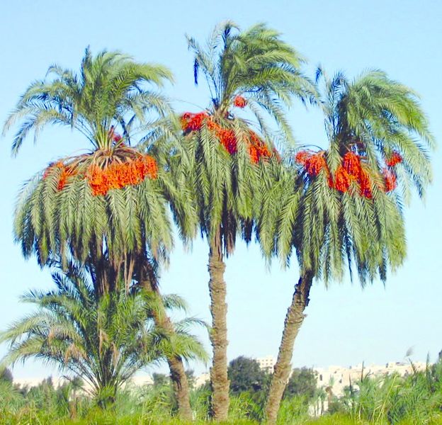 ചിത്രം:Vol5p433 minia-palms.jpg