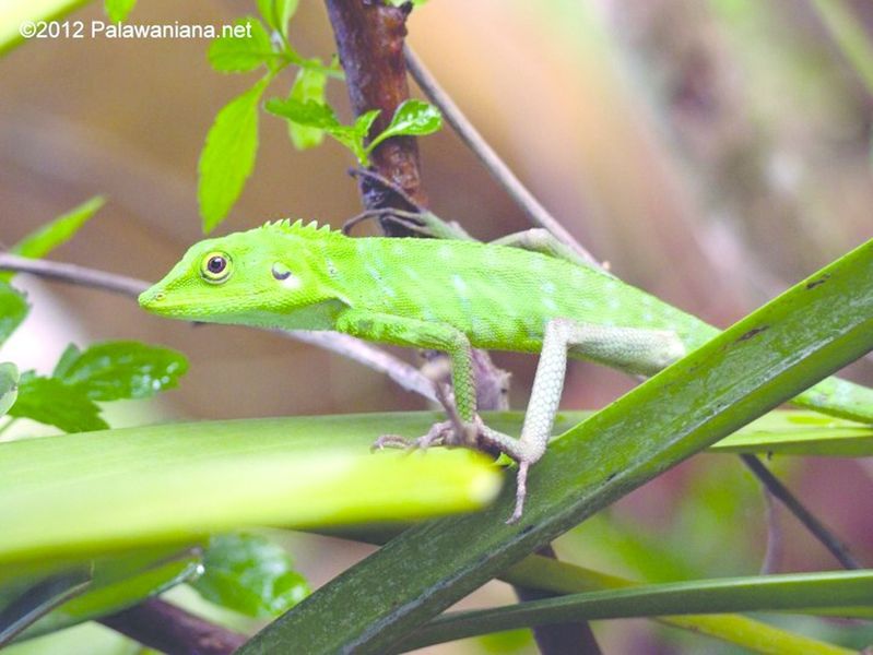 ചിത്രം:Vol5p729 Calotes cristatellus in Palawan.jpg