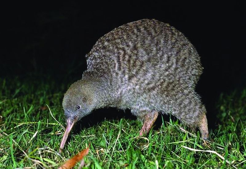 ചിത്രം:Vol5p433 Great-spotted-kiwi.jpg