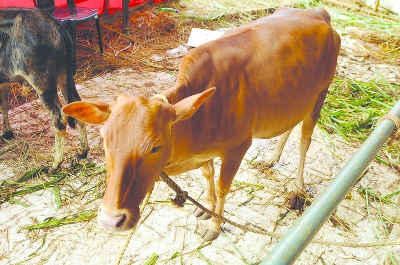 ചിത്രം:Vol6p223 vechur 1.jpg