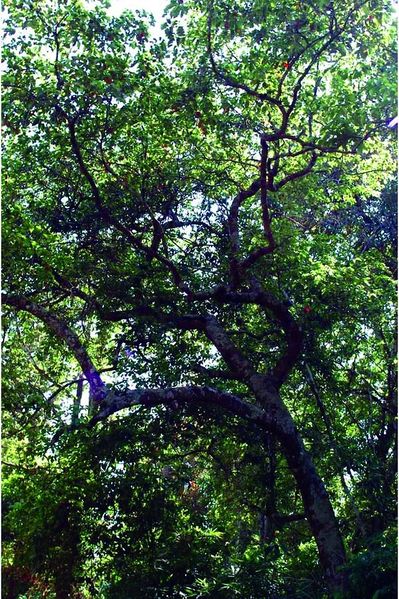 ചിത്രം:Vol3p402 Elaeocarpus serratus 2.jpg.jpg