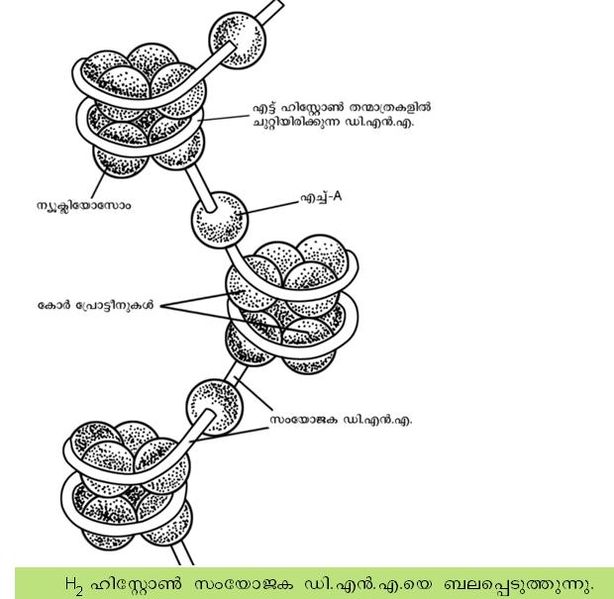 ചിത്രം:Jeen0003.jpeg