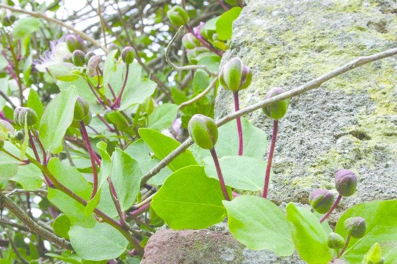 ചിത്രം:Vol6p223 Capparis spinosa.jpg