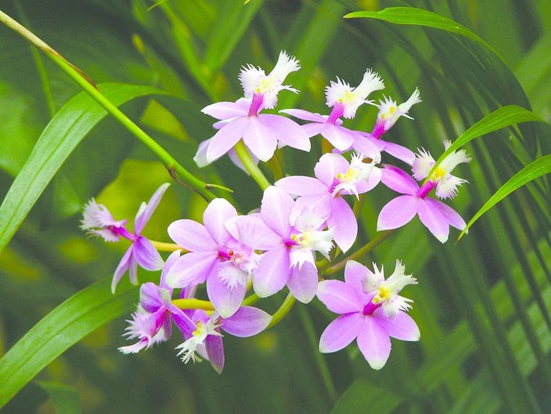 ചിത്രം:Vol5p825 epidendrum orchid.jpg