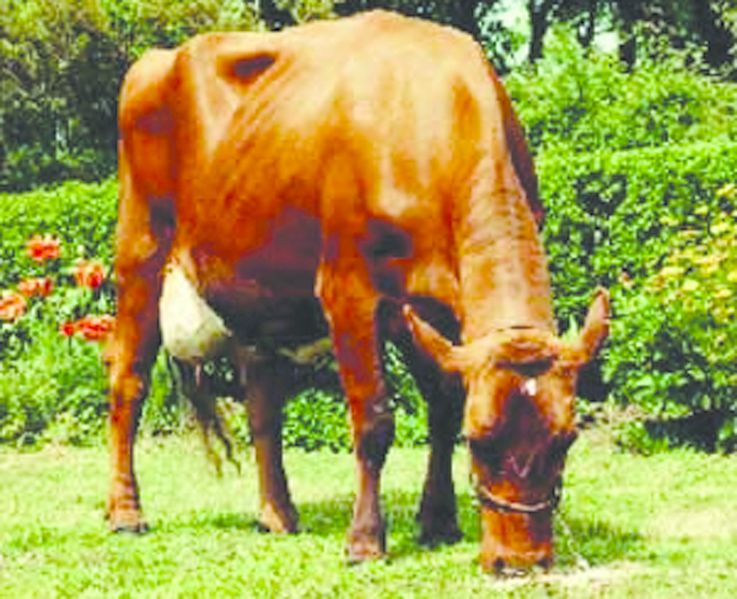 ചിത്രം:Vol6p223 Red Dane cattle.jpg