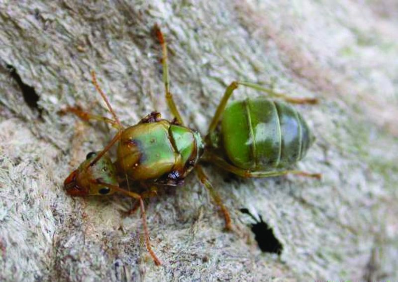 ചിത്രം:Vol5p329 puliyurumbu OecophyllaQueen.jpg