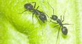 Thumbnail for version as of 05:23, 16 ജൂണ്‍ 2014