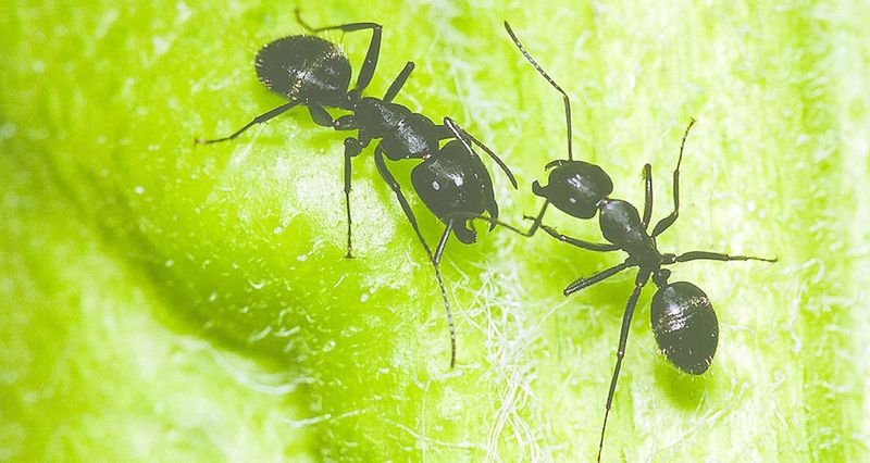 ചിത്രം:Vol6p17 Carpenter ant.jpg