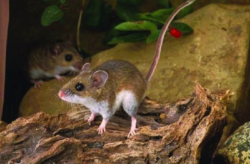 ചിത്രം:Vol5p329 peromyscus maniculatus.jpg
