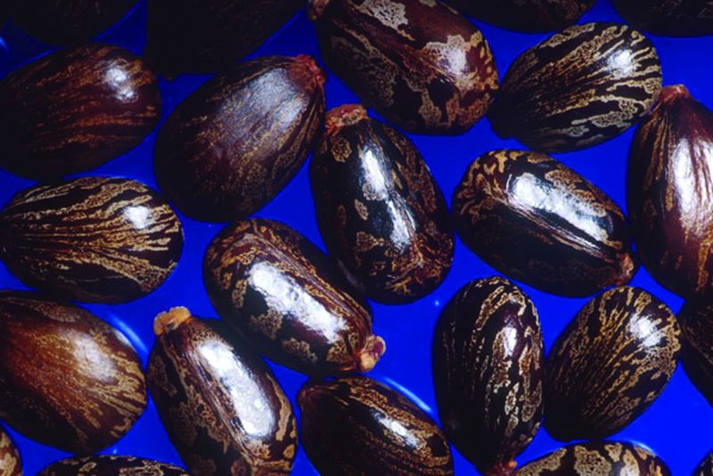 ചിത്രം:Vol5p98 Castor beans Avanakku.jpg