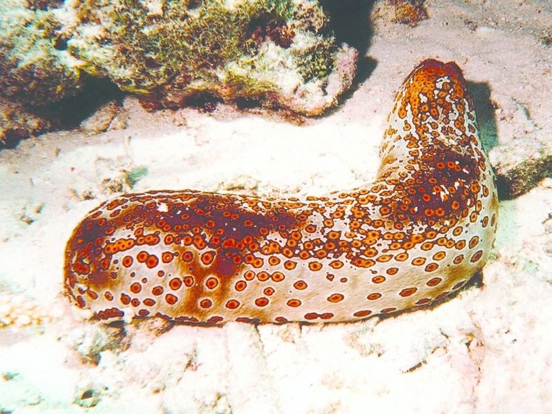 ചിത്രം:Vol6p17 Sea cucumber.jpg