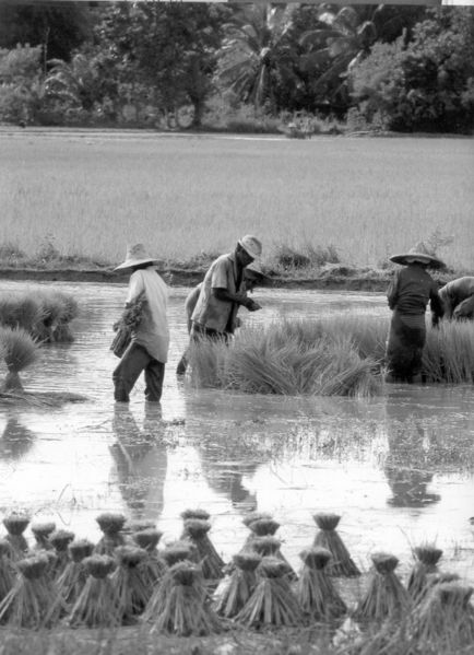 ചിത്രം:Thailand krishi.jpg