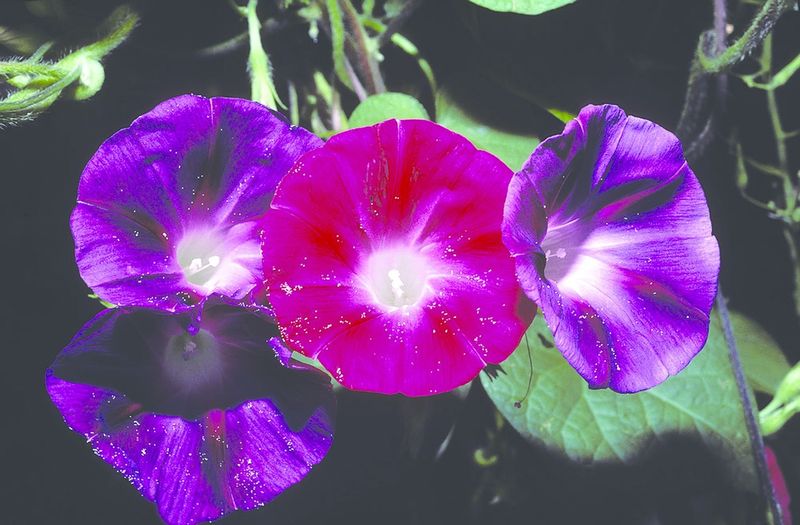 ചിത്രം:Vol6p17 Ipomoea purpurea.jpg