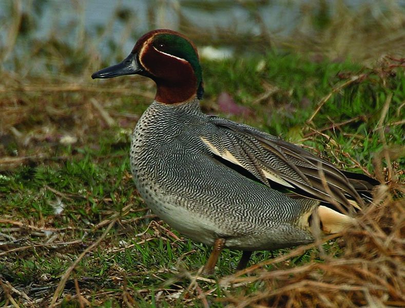 ചിത്രം:Vol5p218 Common Teal Anas crecca.jpg