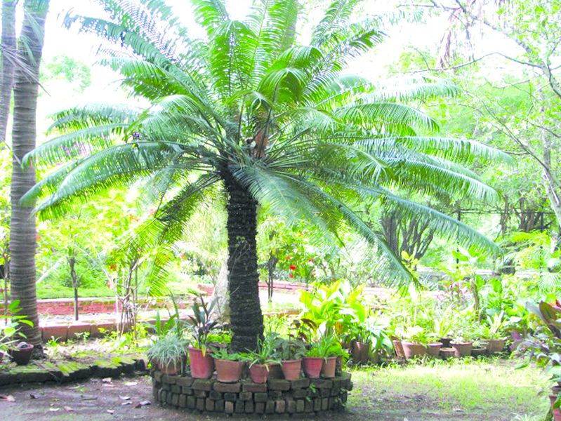 ചിത്രം:Vol3p738 cycas.jpg.jpg