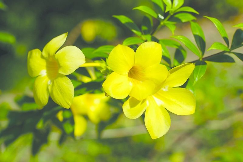 ചിത്രം:Vol5p729 Allamanda cathartica.jpg