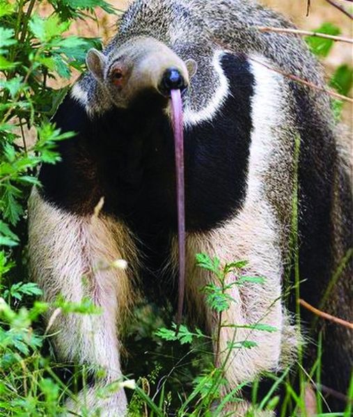 ചിത്രം:Vol5p329 Giant-anteater.jpg