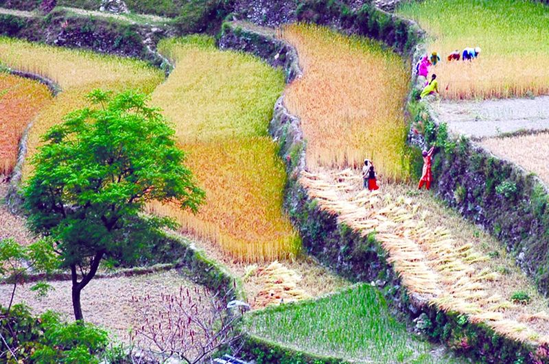 ചിത്രം:Vol4p588 farming-in-himalaya.jpg