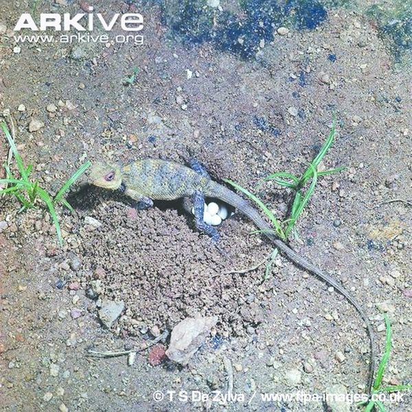 ചിത്രം:Vol5p729 Changeable-lizard-laying-eggs.jpg