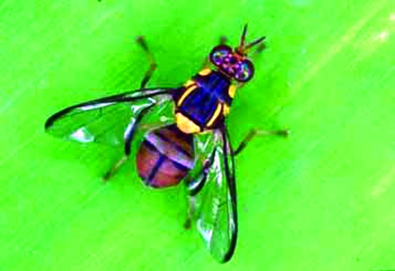 ചിത്രം:Vol5p152 dacus cucurbitae.jpg
