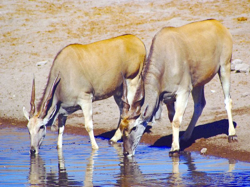 ചിത്രം:Vol5p433 Taurotragus oryx.jpg