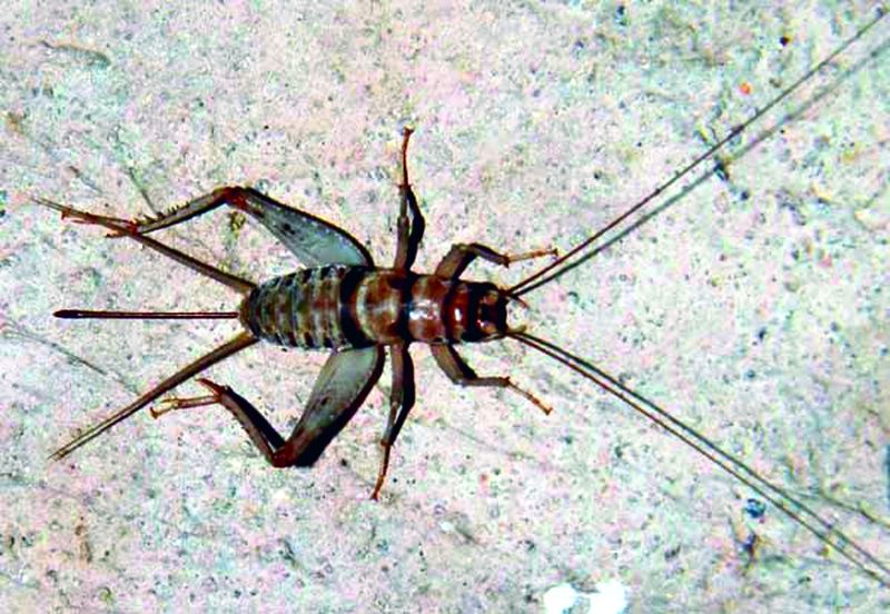 ചിത്രം:Vol5p152 Gryllodes sigillatus.jpg