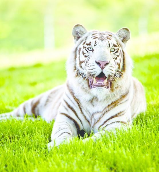 ചിത്രം:Vol6p17 white tiger.jpg