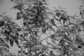 Thumbnail for version as of 08:10, 11 ഫെബ്രുവരി 2008