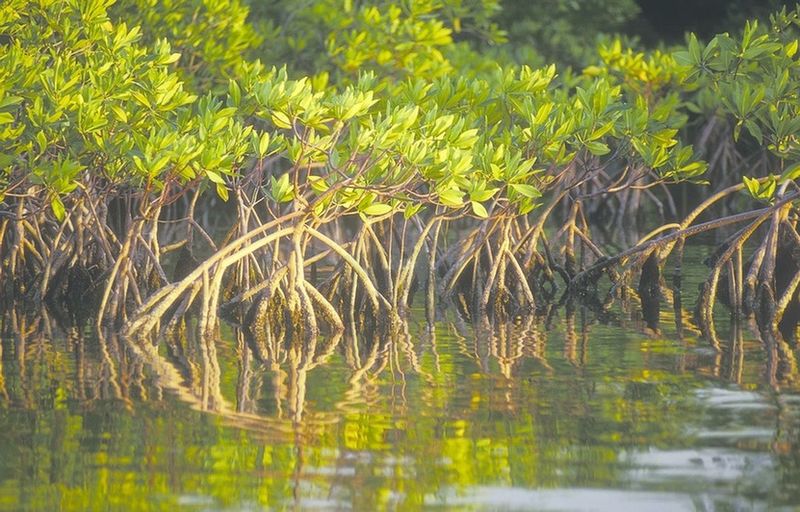 ചിത്രം:Vol6p17 Mangroves.jpg